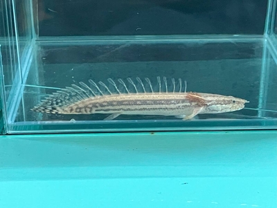 ポリプテルス　ラプラディ　12ｃｍ前後