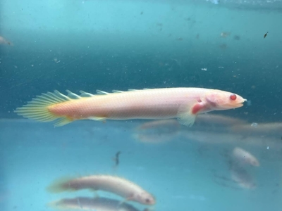 ポリプテルス　セネガル　レッドアイアルビノ　6ｃｍ