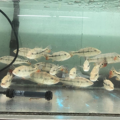キクラソマ　インターメディア　20ｃｍ前後
