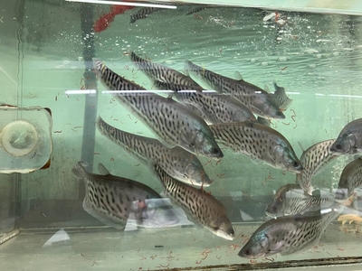 ロイヤルナイフフィッシュ　15ｃｍ 前後