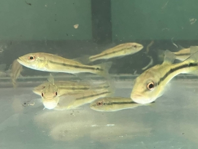 キクラ　インターメディア　10ｃｍ前後