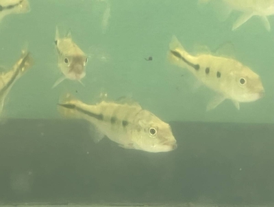 キクラ　プロコポンド　12ｃｍ前後