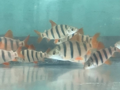 クラウンテトラ　6バンド　7ｃｍ前後