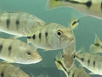 キクラ　ケルベリ　12ｃｍ前後