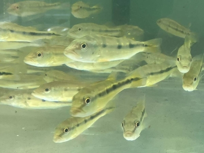 キクラ　ピニマ　10ｃｍ前後