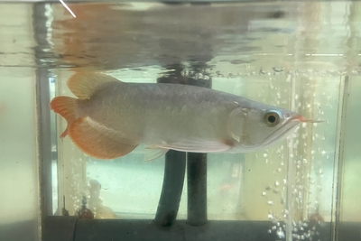 No1　スーパーレッドアロワナ　25ｃｍぐらい　現物