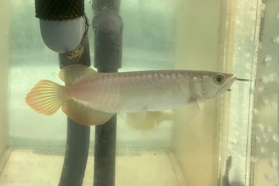 No4　スーパーレッドアロワナ　25ｃｍぐらい　現物