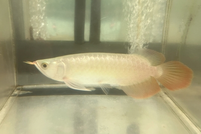 No5　スーパーレッドアロワナ　25ｃｍぐらい　現物