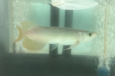 No6　スーパーレッドアロワナ　16ｃｍぐらい　現物