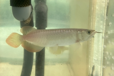 No3　スーパーレッドアロワナ　16ｃｍぐらい　現物