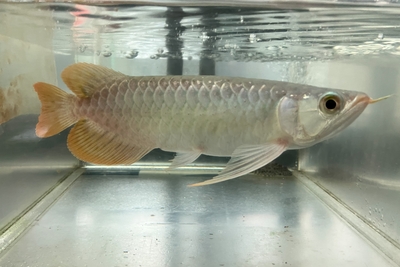 No7　スーパーレッドアロワナ　25ｃｍぐらい　現物