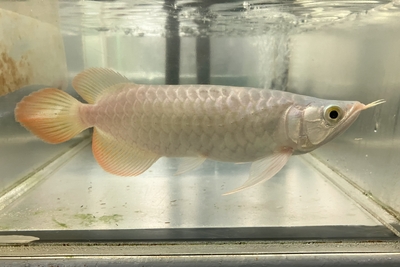 No8　スーパーレッドアロワナ　25ｃｍぐらい（スプーン）　現物