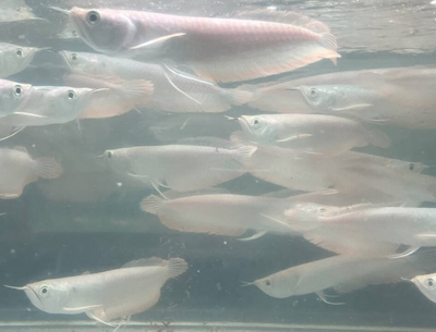 シルバーアロワナ　１５cmぐらい