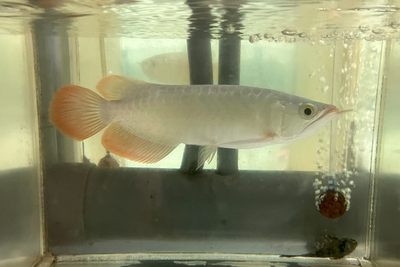 No10　スーパーレッドアロワナ　25ｃｍぐらい　現物