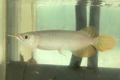 No11　スーパーレッドアロワナ　18ｃｍぐらい　現物