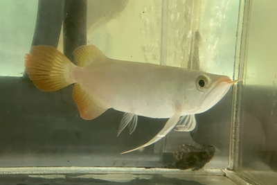 No13　スーパーレッドアロワナ　17ｃｍぐらい　現物