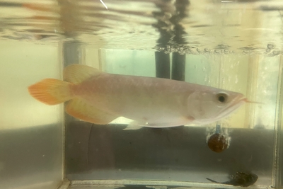 No14　スーパーレッドアロワナ　25ｃｍぐらい　現物