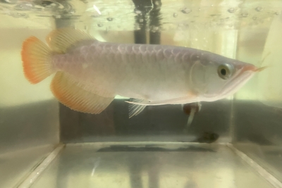 No17　スーパーレッドアロワナ　25ｃｍぐらい　現物