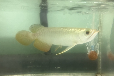 No23　過背金龍　18ｃｍぐらい　現物