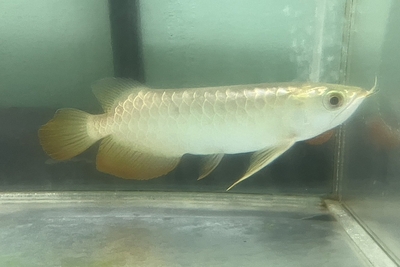 No24　過背金龍　18ｃｍぐらい　現物