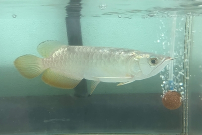 No21　過背金龍　18ｃｍぐらい　現物