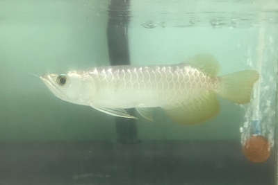 No25　過背金龍　18ｃｍぐらい　現物