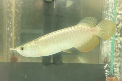 No30　過背金龍　20ｃｍぐらい　現物