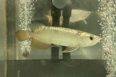 No29　過背金龍　18ｃｍぐらい　現物