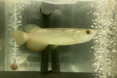 No28　過背金龍　18ｃｍぐらい　現物