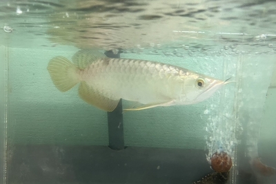 No27　過背金龍　18ｃｍぐらい　現物