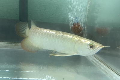 No26　過背金龍　18ｃｍぐらい　現物