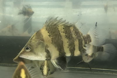 ニューギニアダトニオ　10～12ｃｍ