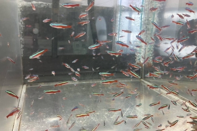 カージナルテトラ　MS　1.5ｃｍ前後 １０匹