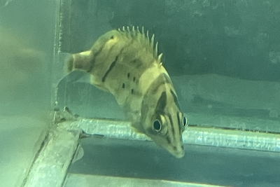 ダトニオプラスワンイレギュラー　6ｃｍ前後　ボルネオ産