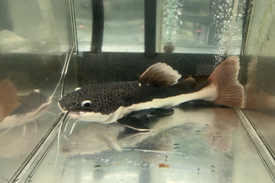 レッドテールキャット　30ｃｍぐらい