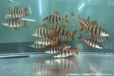 クラウンテトラ　6バンド　7ｃｍ前後