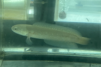 チャンナ　レッドストライプ　20ｃｍ前後