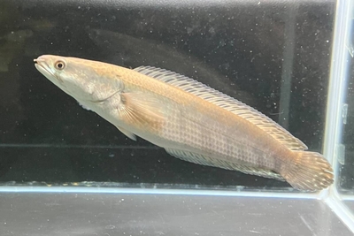 チャンナ　マルリオデスレッド　バリト川産