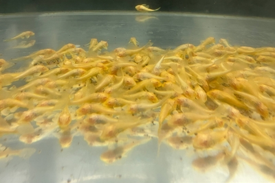 アルビノレッドアイセルフィンプレコ　6ｃｍ前後