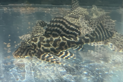 ゴールドストライプサッカープレコ　12ｃｍぐらい