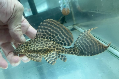 セルフィンプレコ　11ｃｍ前後