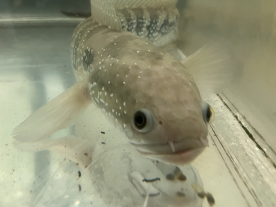 ホワイトスポットコウタイ　28ｃｍぐらい