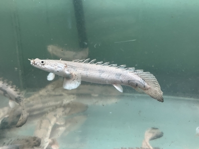 ポリプテルス　エンドリケリー　20ｃｍ前後