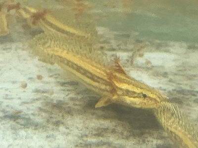 ポリプテルス　ラプラディ　ベビー　7ｃｍ　前後