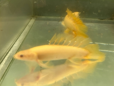 ロングフィンゴールデンセネガル　13cm前後