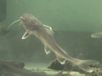 ヘミアリウス　ストーミー　9ｃｍ前後