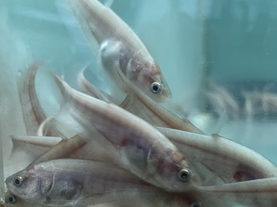 ゴールデンクラウンナイフフィッシュ　6cm　前後