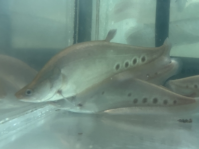 ゴールデンクラウンナイフフィッシュ　15ｃｍ　前後