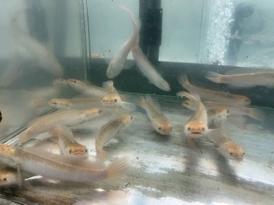 チャンナ　プルクラゴールデン　13ｃｍ　前後