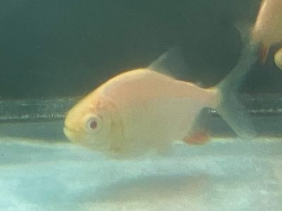 アルビノコロソマ　6ｃｍ　前後